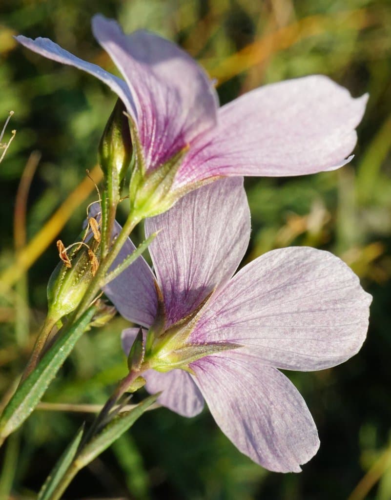 Linum tenuifolium L.