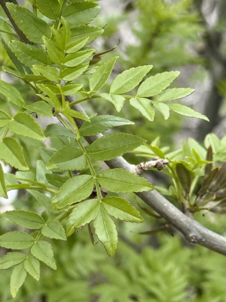 Fraxinus dimorpha Coss. & Durieu