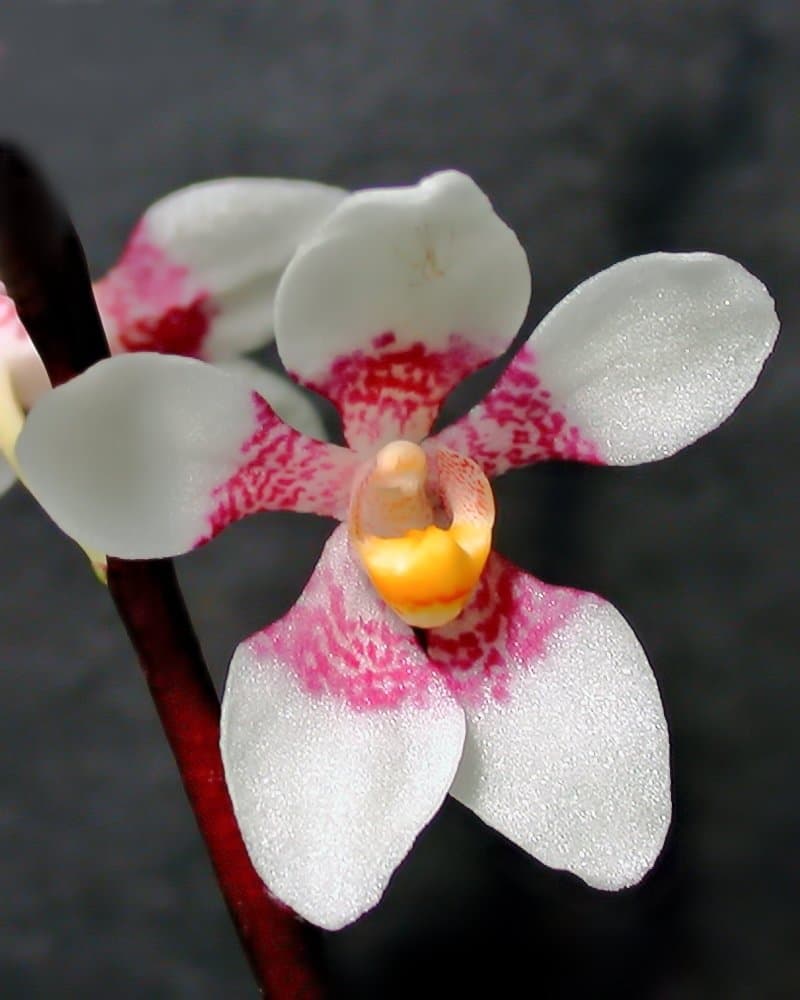 Sarcochilus fitzgeraldii F.Muell.