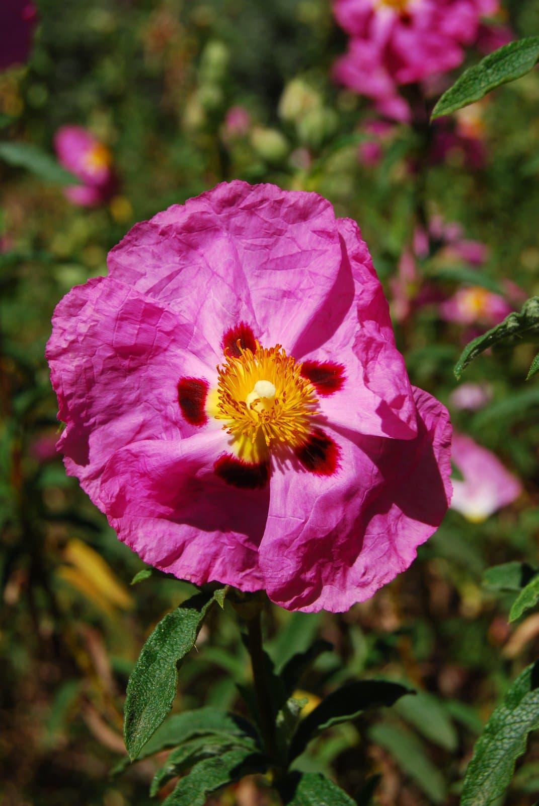 Cistus ×purpureus Lam.