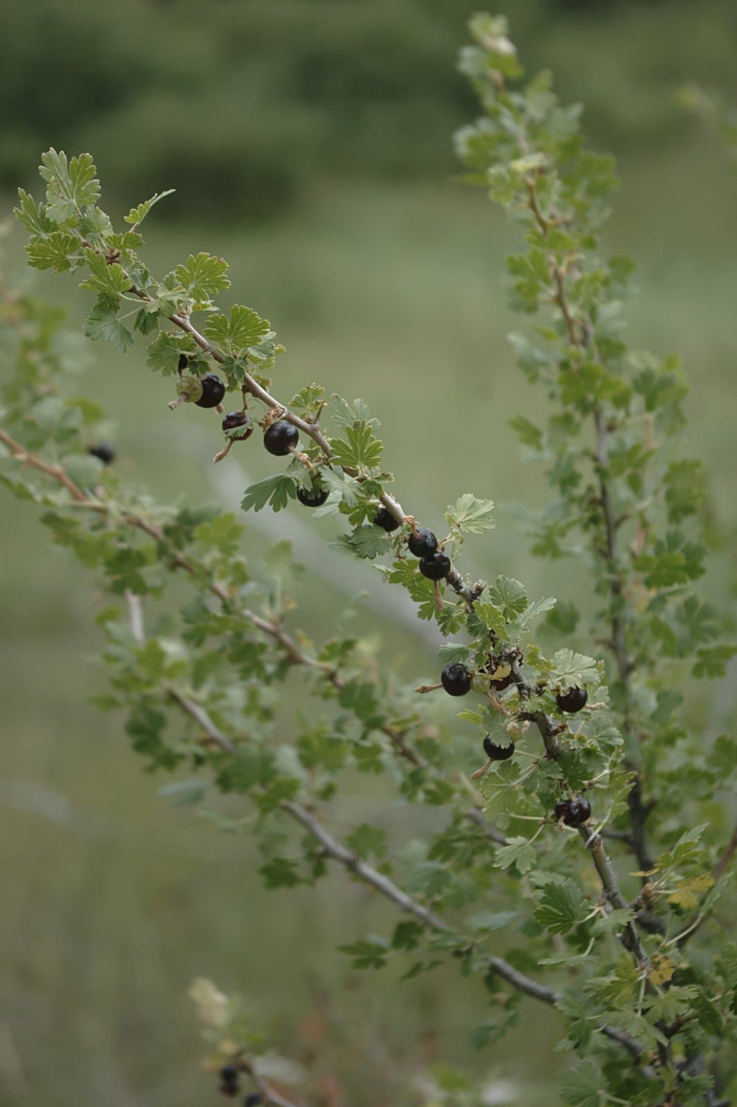 Ribes leptanthum A.Gray