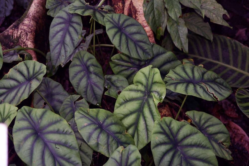 Alocasia clypeolata A.Hay