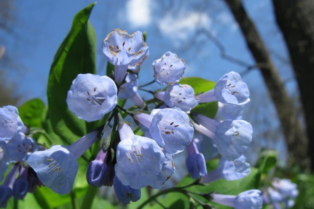 Mertensia virginica (L.) Pers. ex Link