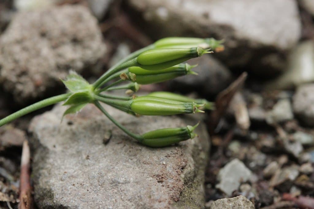 Anthriscus sylvestris (L.) Hoffm.