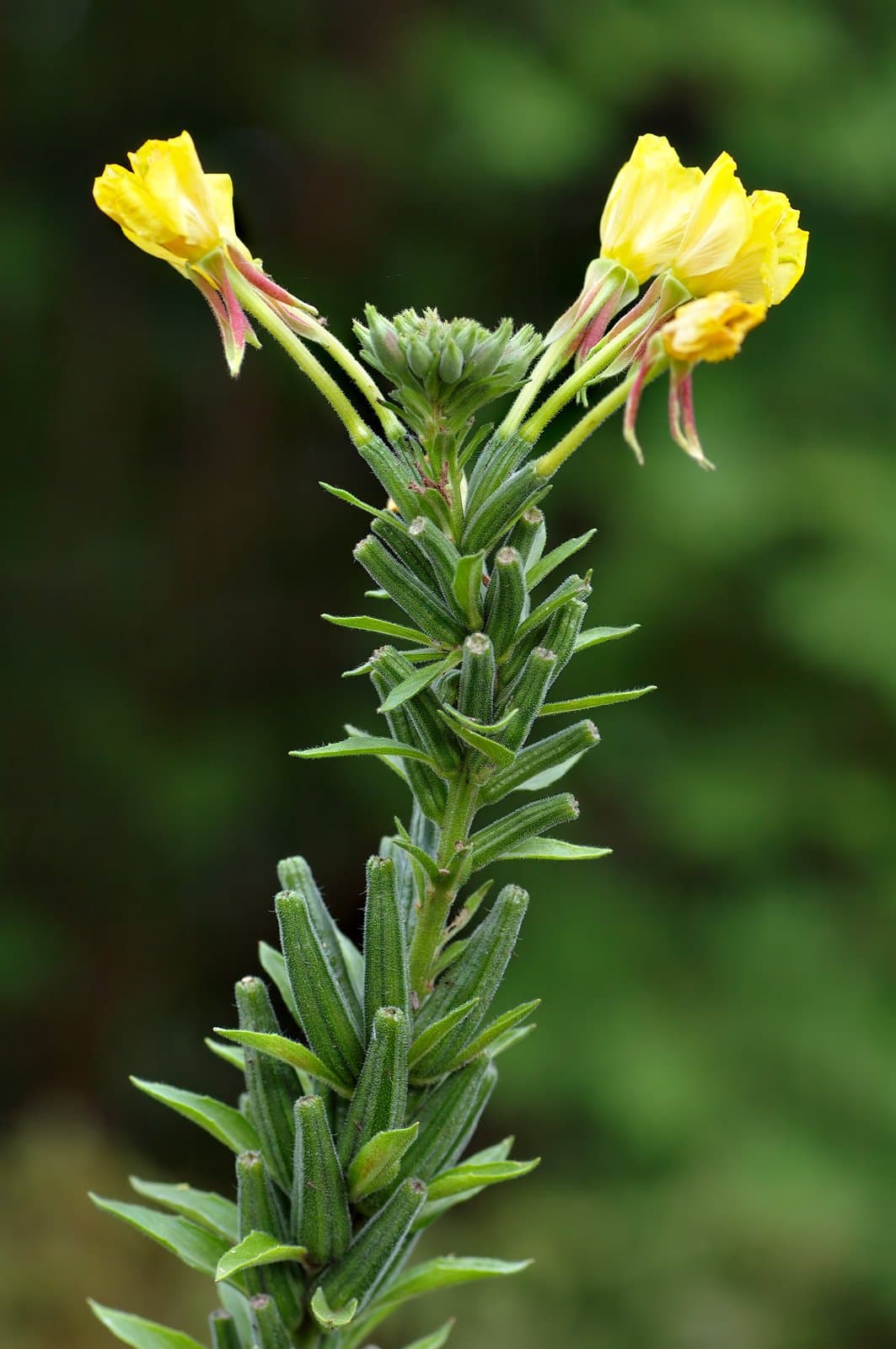 Oenothera ×hoelscheri Renner ex Rostanski