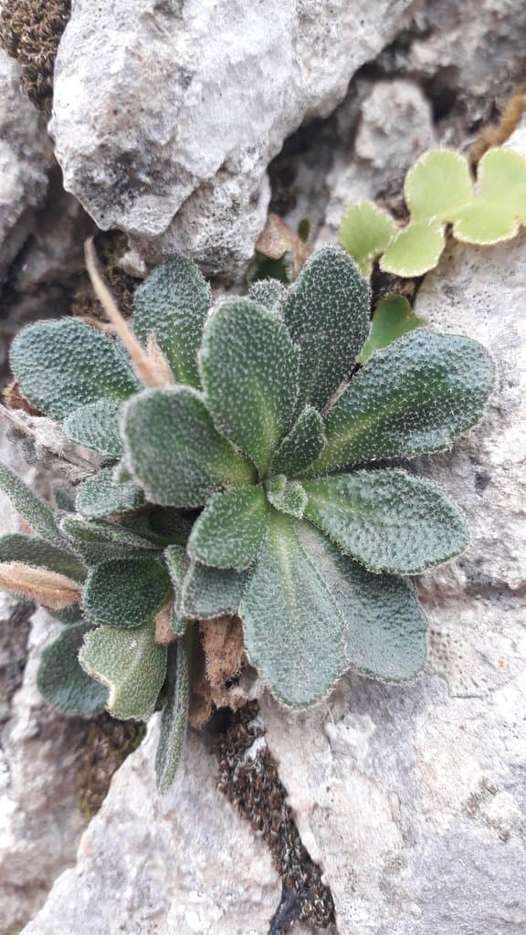 Arabis collina Ten.