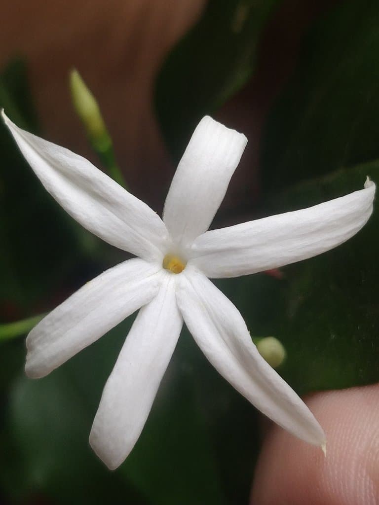 Jasminum azoricum L.