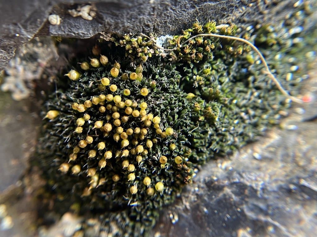 Coscinodon cribrosus (Hedw.) Spruce