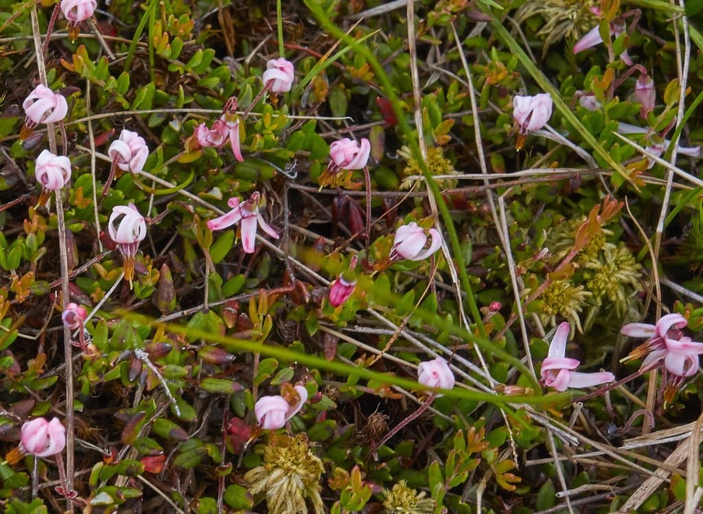 Vaccinium oxycoccos L.