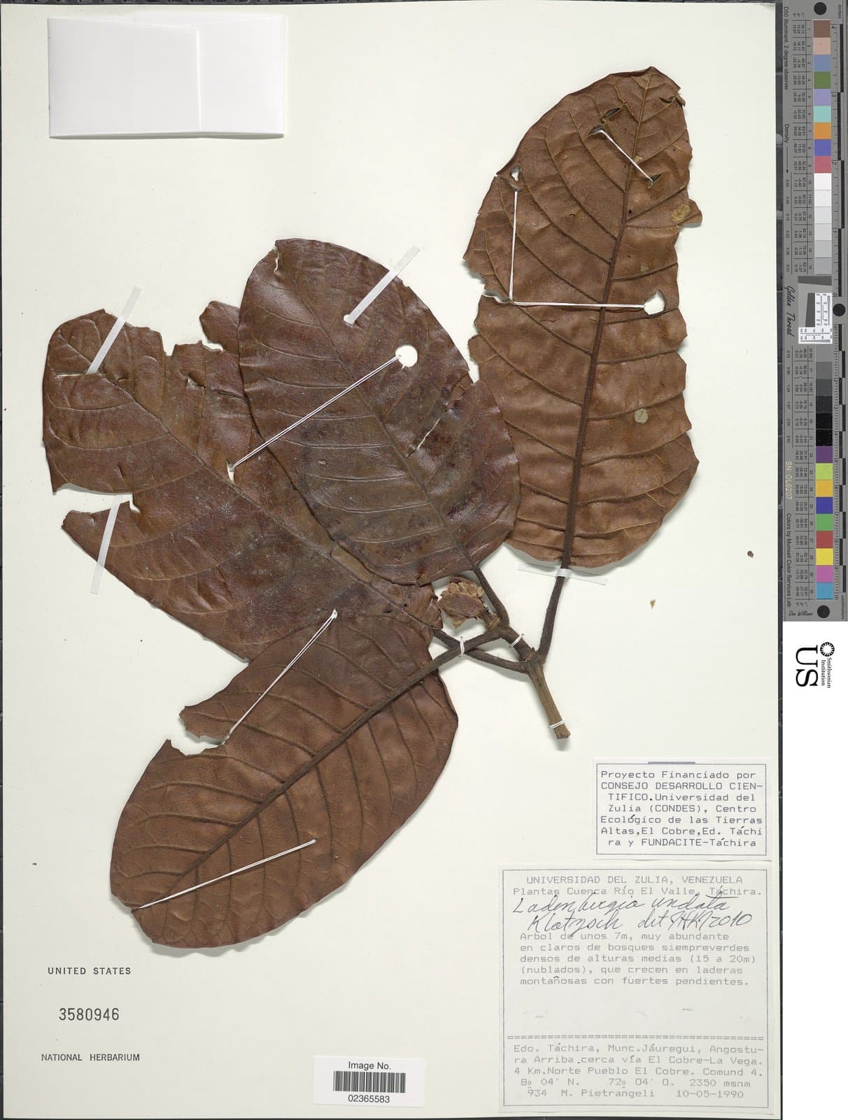 Ladenbergia undata Klotzsch