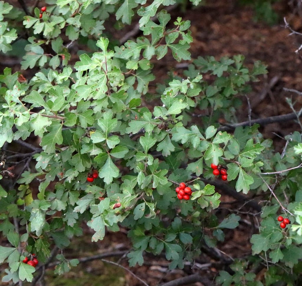 Rhus aromatica subsp. aromatica
