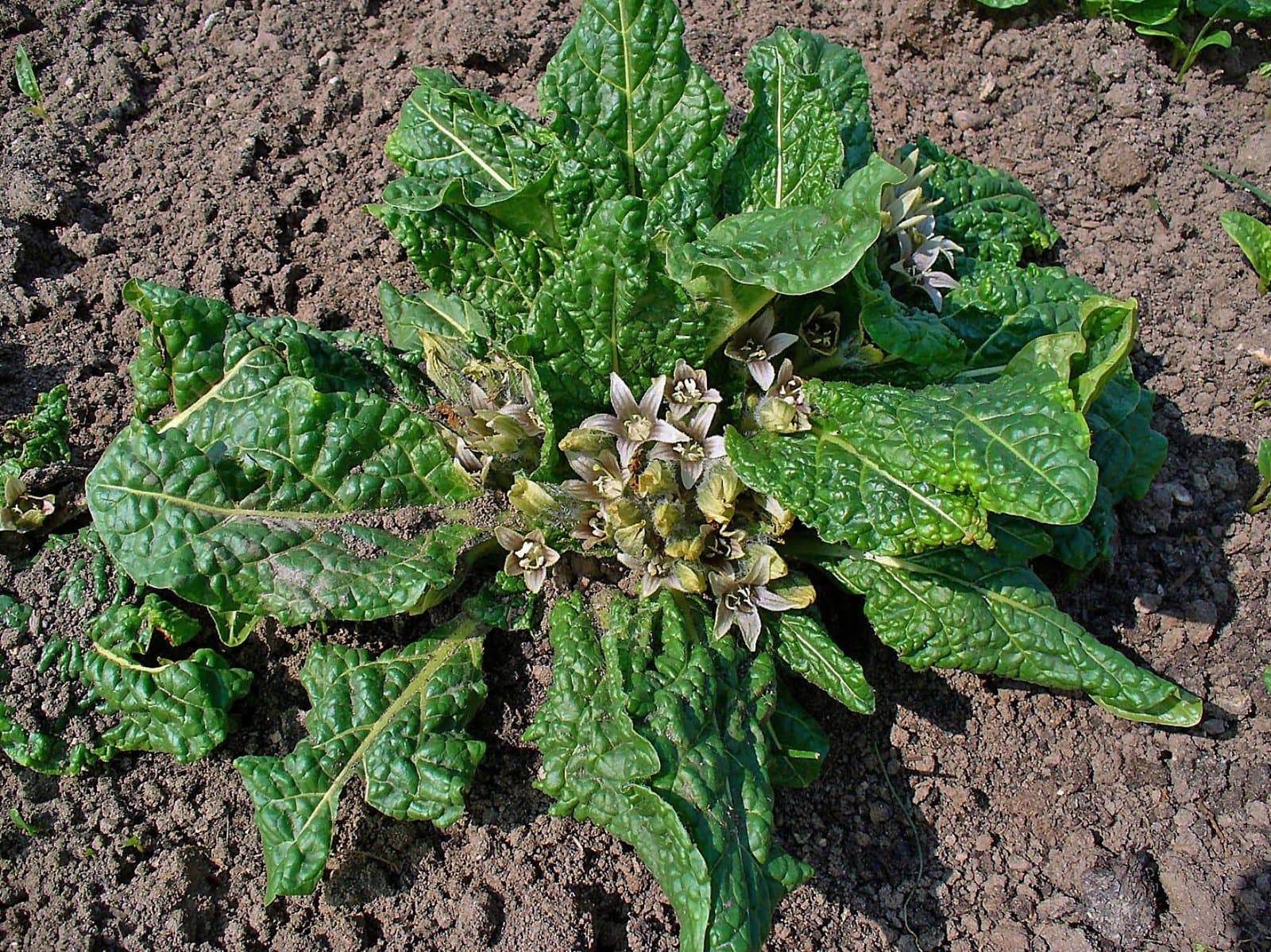 Mandragora officinarum L.