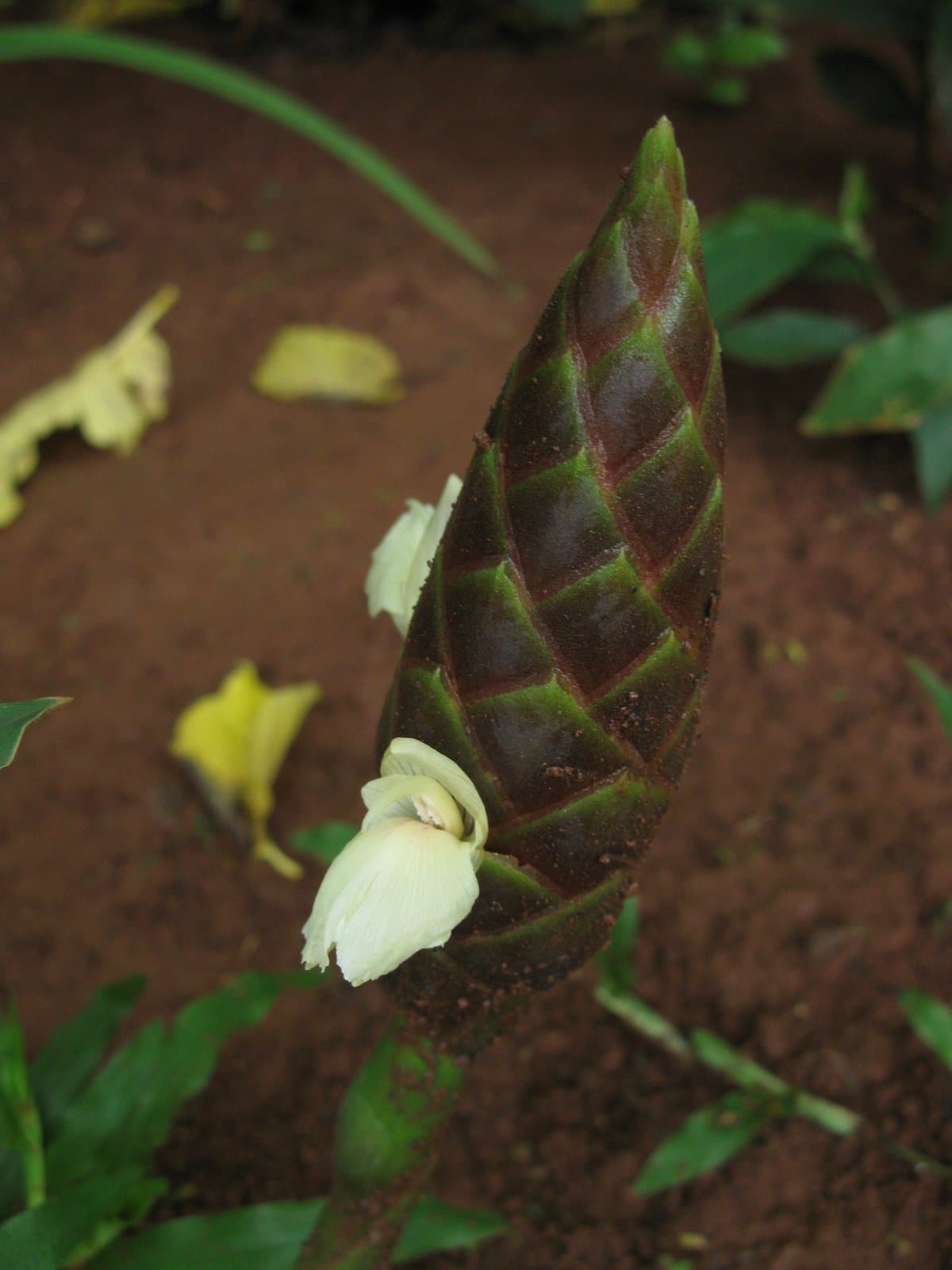 Zingiber montanum (J.Koenig) Link ex A.Dietr.
