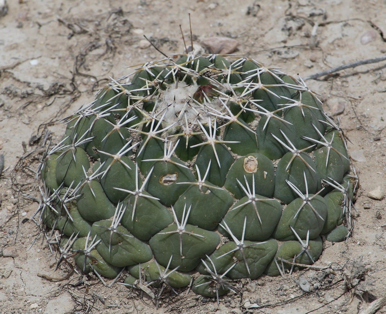 Coryphantha maiz-tablasensis Fritz Schwarz
