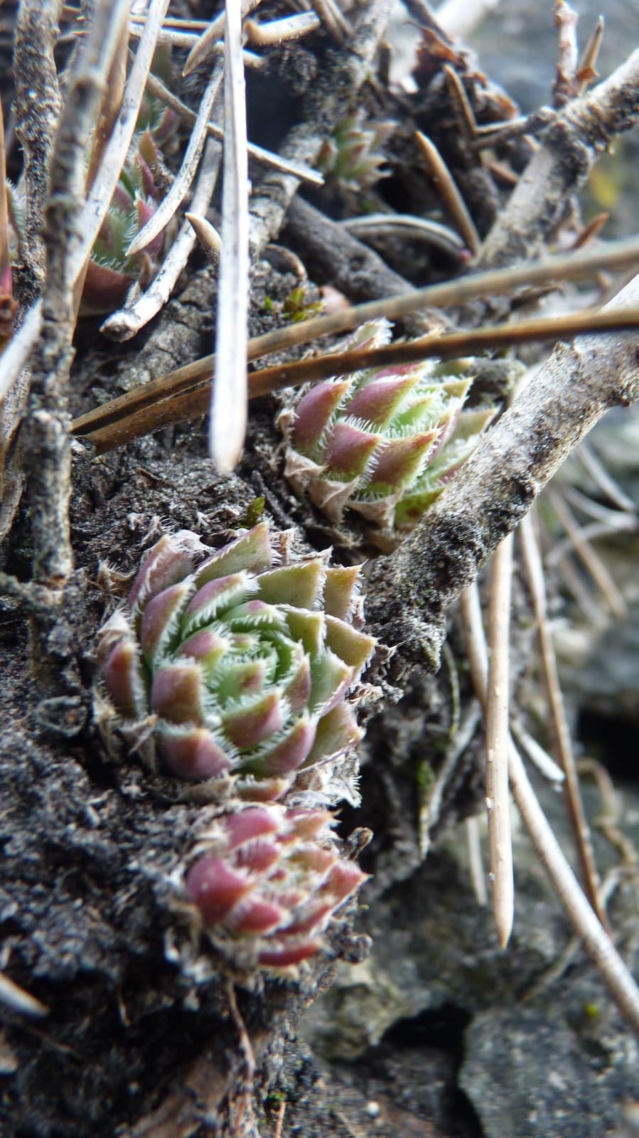 Sempervivum globiferum L.