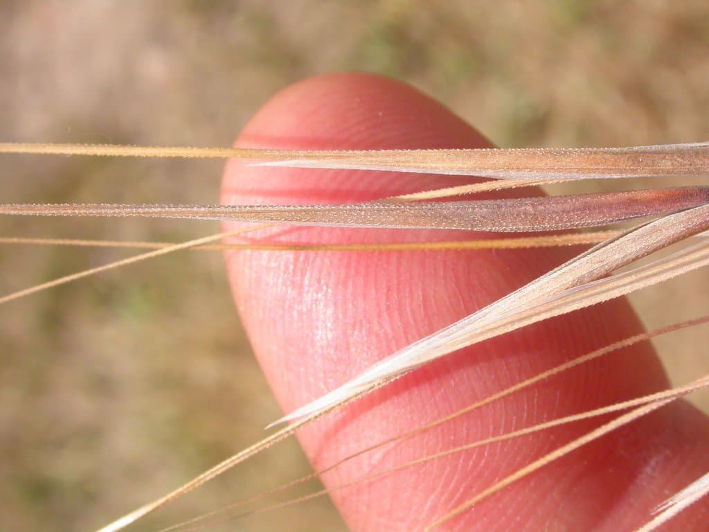 Bromus rigidus Roth