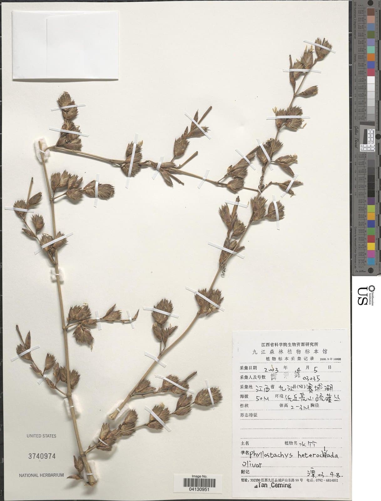 Phyllostachys heteroclada Oliv.