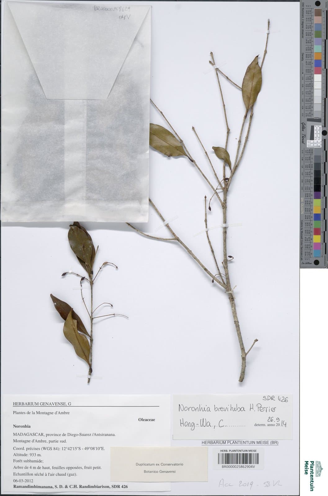 Noronhia brevituba H.Perrier