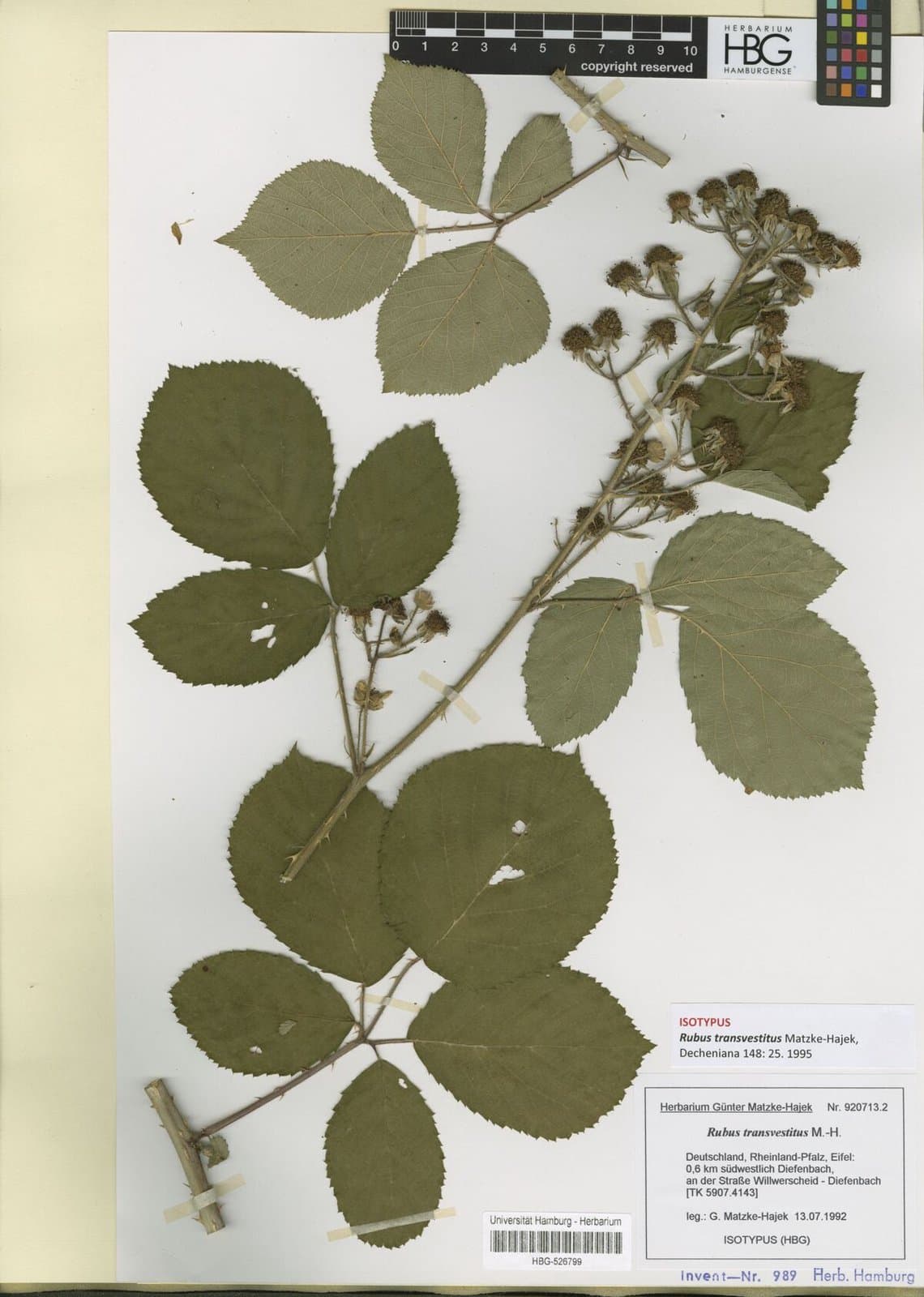Rubus transvestitus Matzke-Hajek