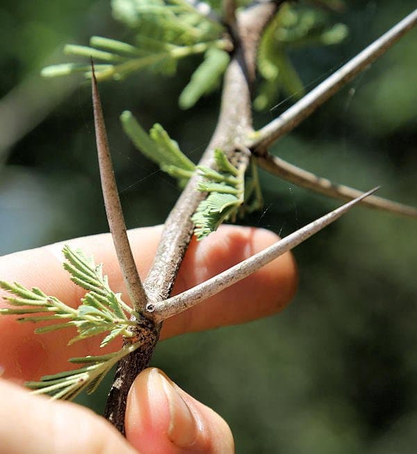 Vachellia nilotica (L.) P.J.H.Hurter & Mabb.