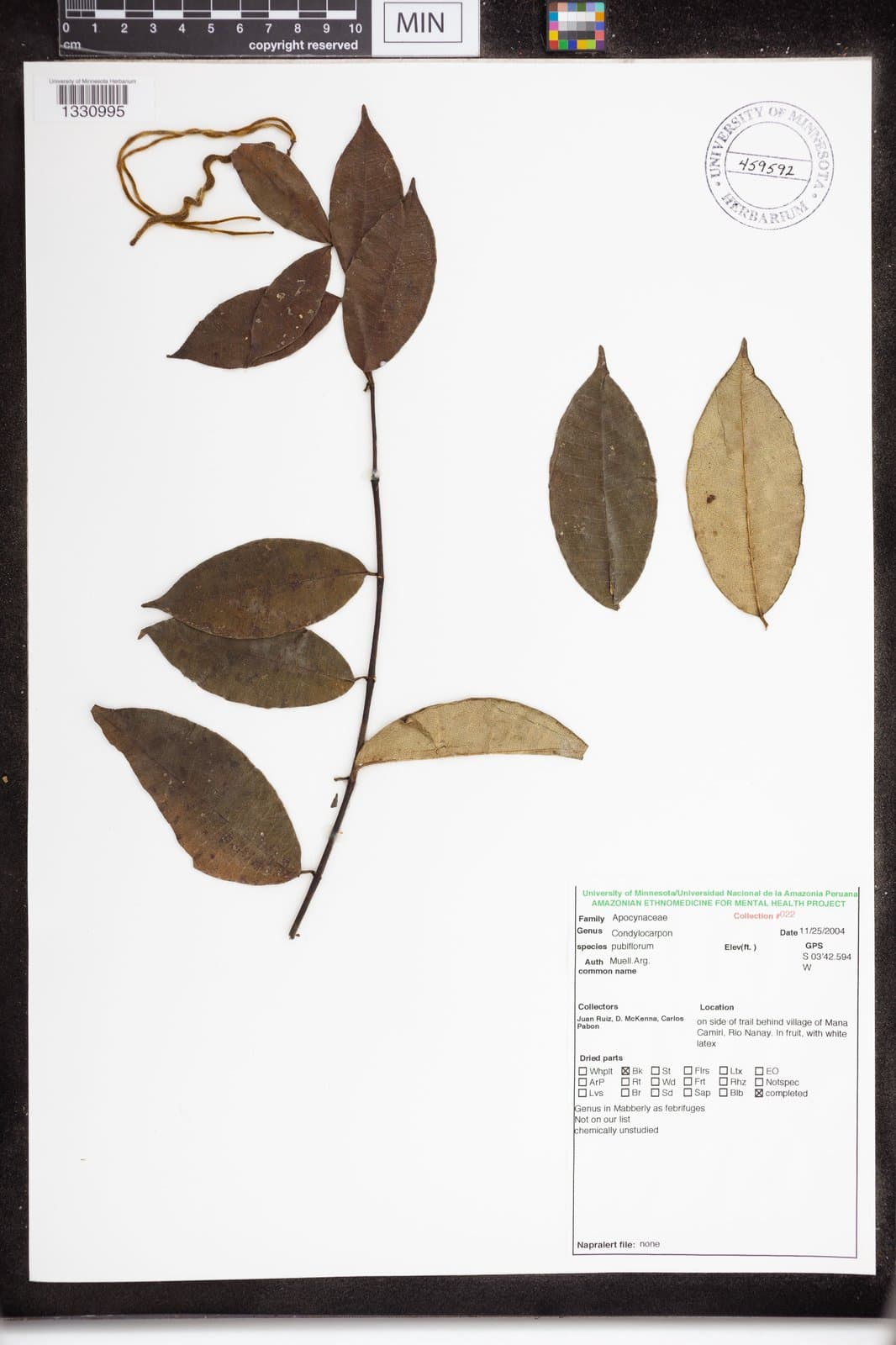 Condylocarpon pubiflorum Müll.Arg.