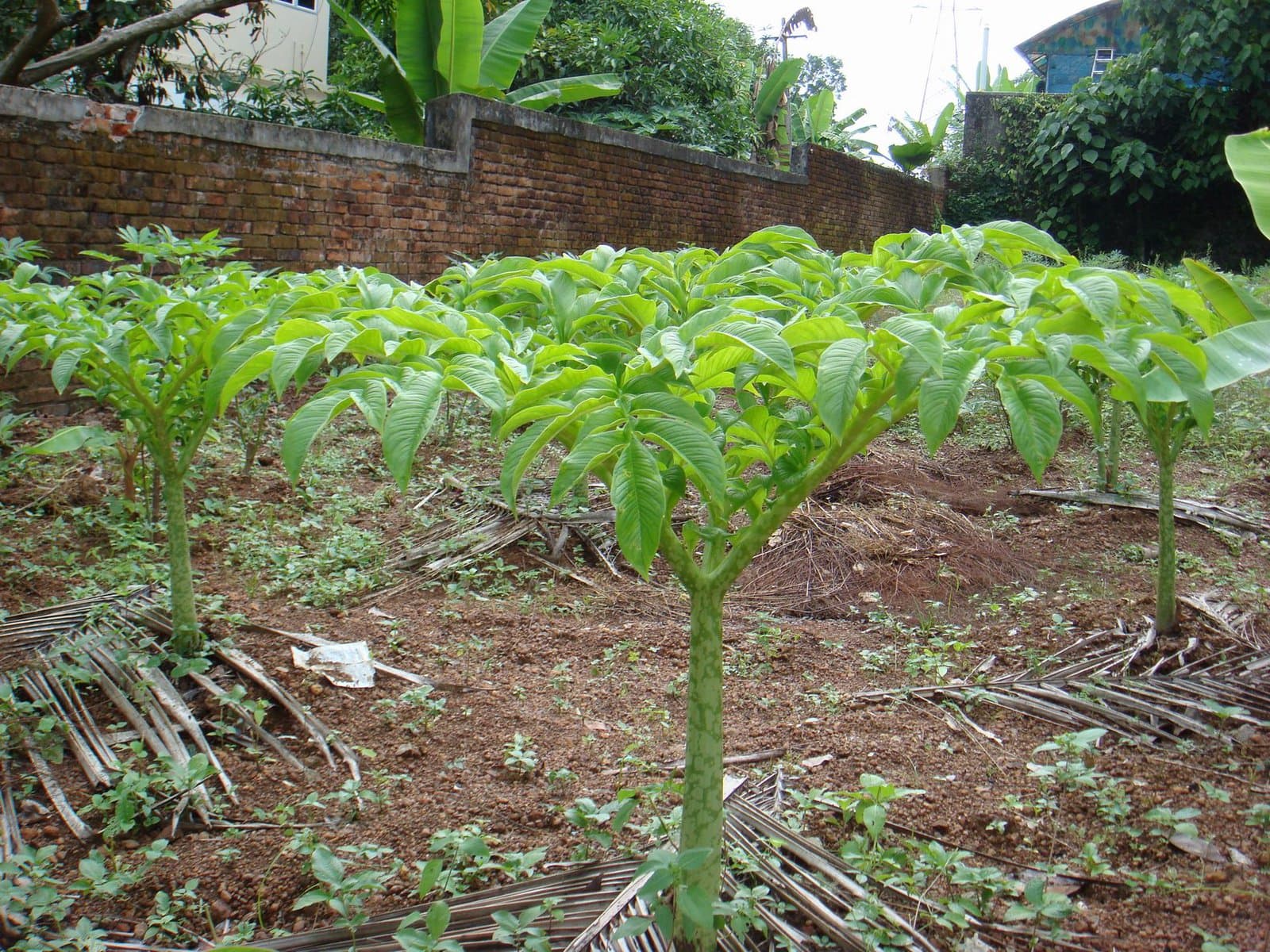 Amorphophallus paeoniifolius (Dennst.) Nicolson