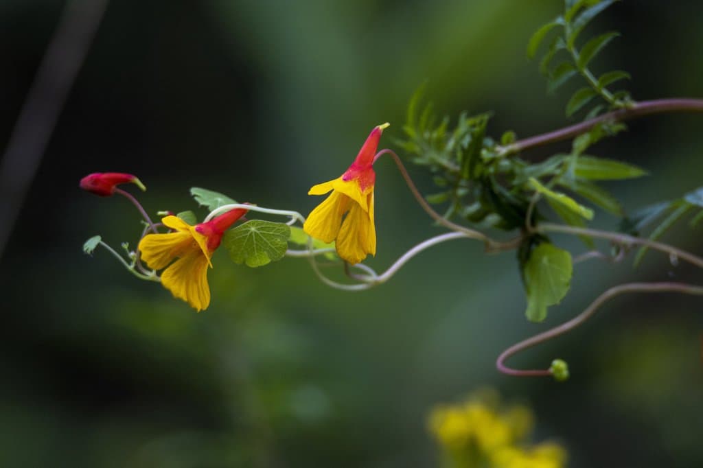 Tropaeolum tuberosum Ruiz & Pav.