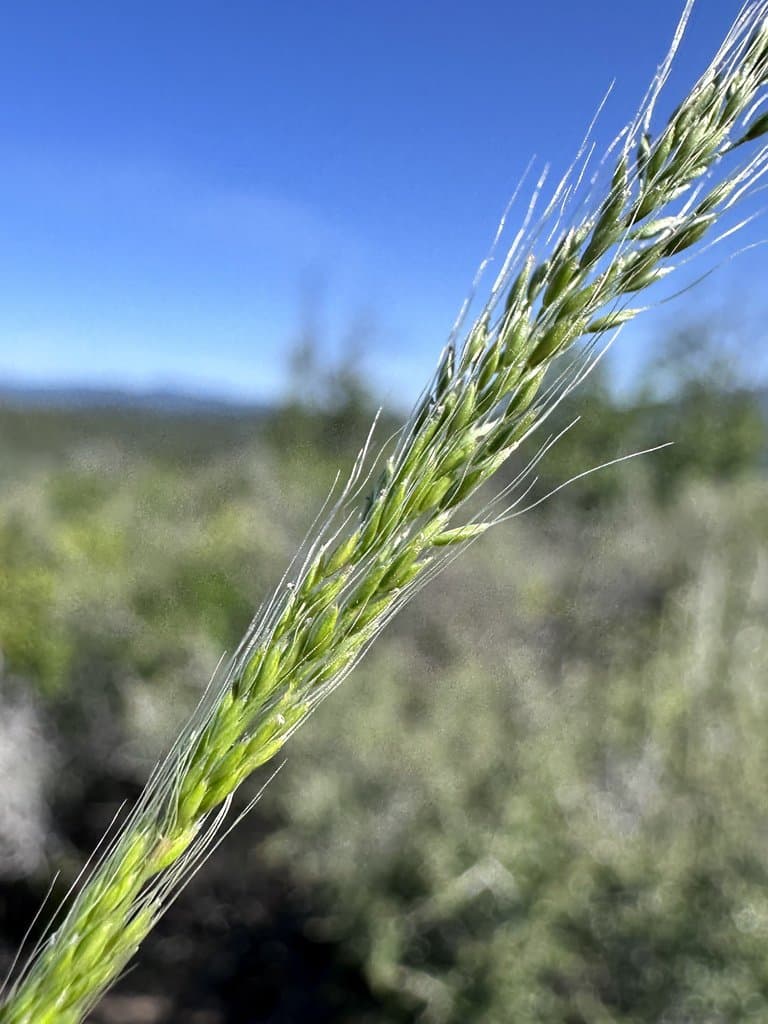 Apera interrupta (L.) P.Beauv.