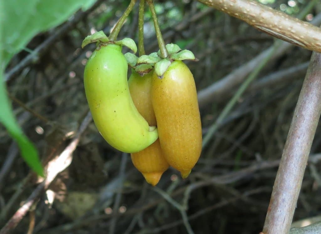 Actinidia polygama (Siebold & Zucc.) Maxim.