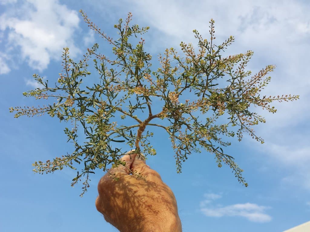 Lepidium ruderale L.
