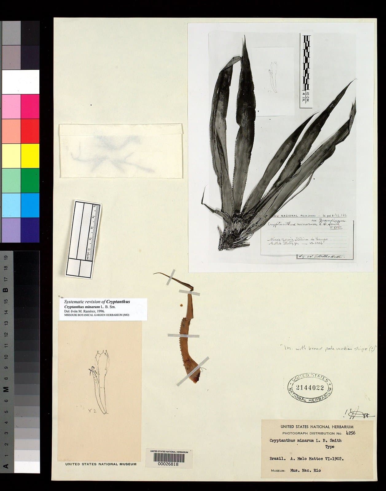 Cryptanthus minarum L.B.Sm.