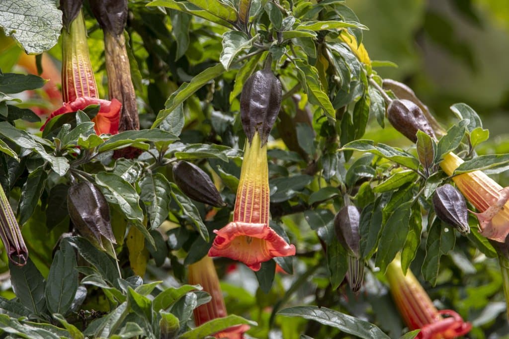Brugmansia sanguinea (Ruiz & Pav.) D.Don