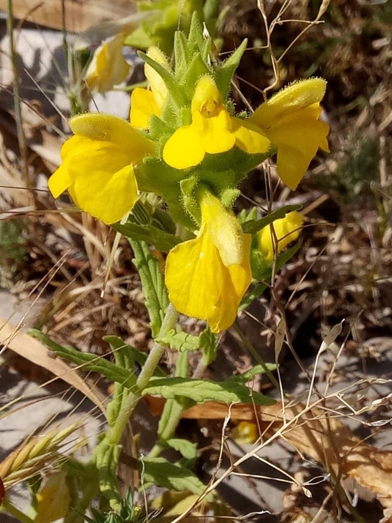 Bellardia trixago (L.) All.