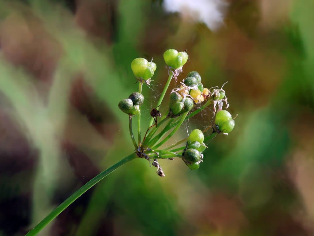 Allium tuberosum Rottler ex Spreng.