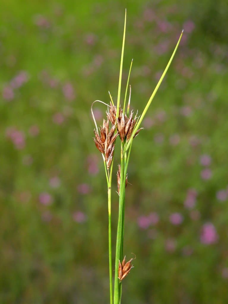 Rhynchospora fusca (L.) W.T.Aiton