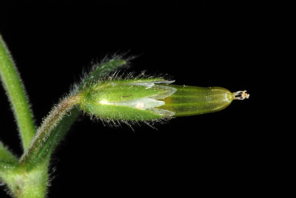 Cerastium fontanum Baumg.