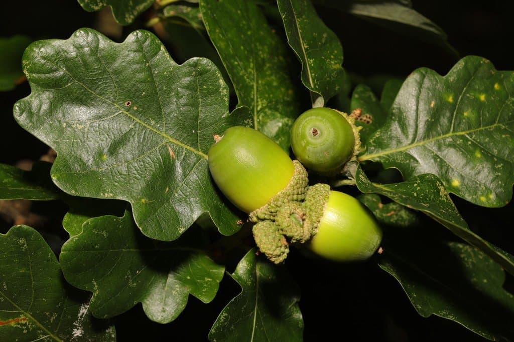 Quercus petraea (Matt.) Liebl.