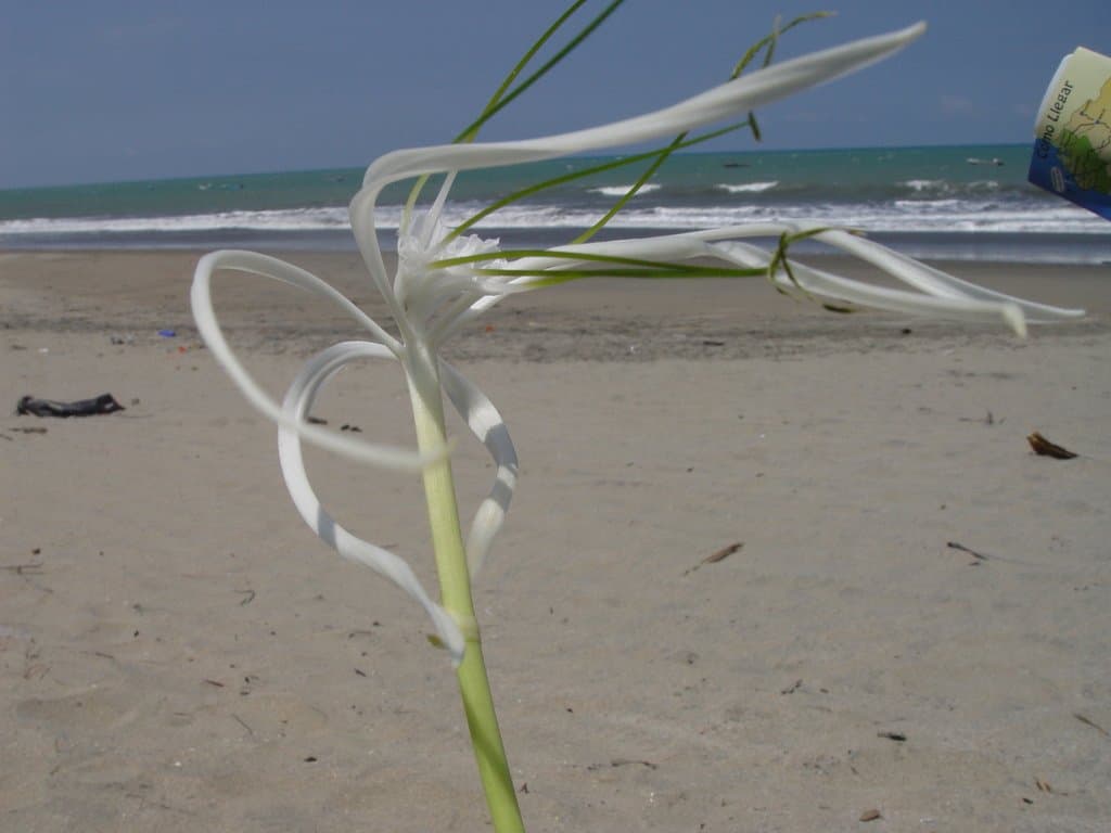 Hymenocallis littoralis (Jacq.) Salisb.