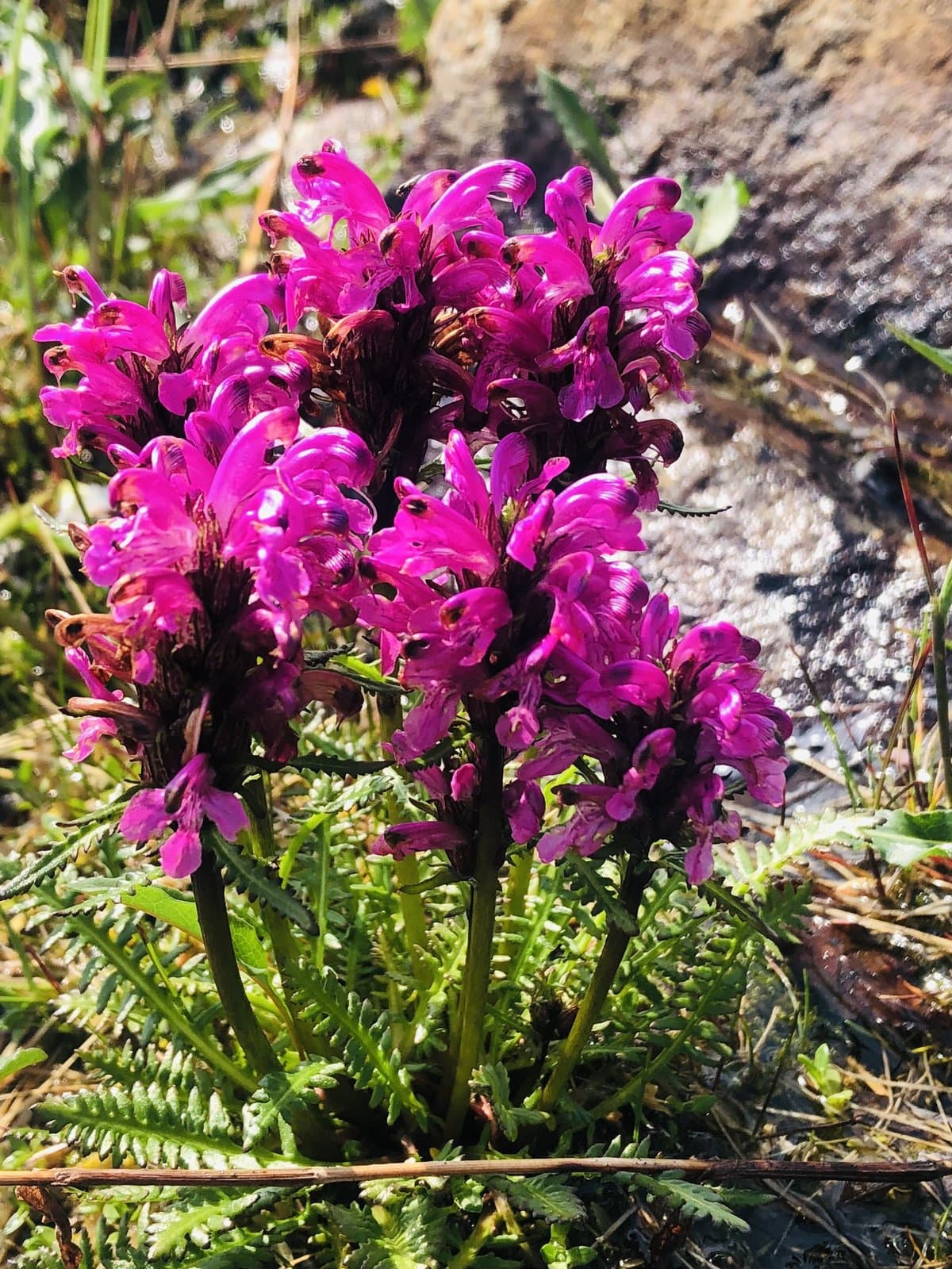 Pedicularis arctoeuropaea (Hultén) Molau & D.F.Murray
