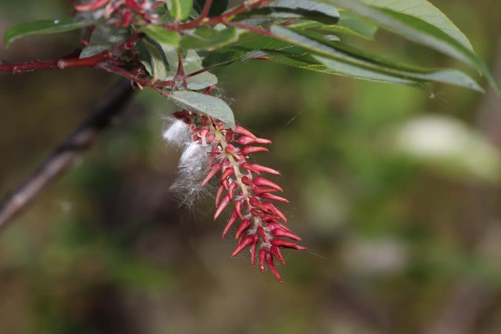 Salix pyrifolia Andersson
