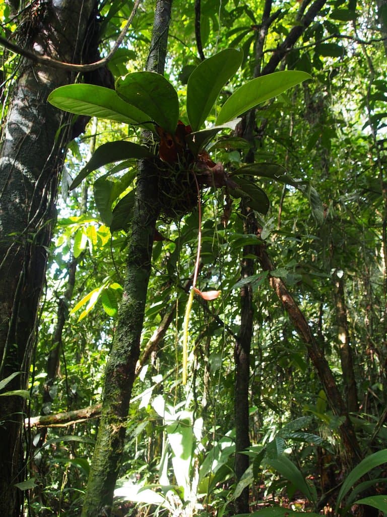 Anthurium acutangulum Engl.