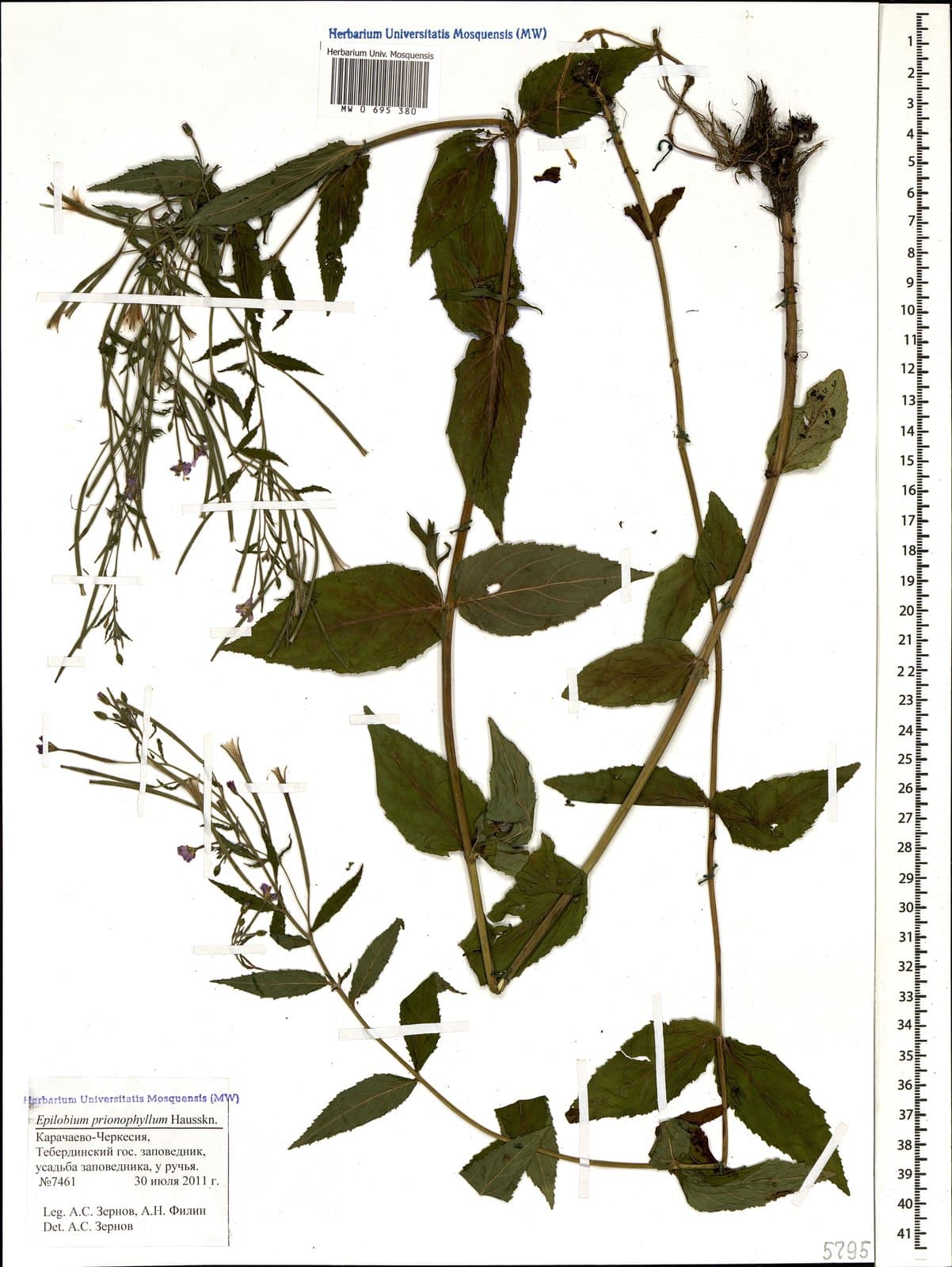Epilobium anatolicum Hausskn.