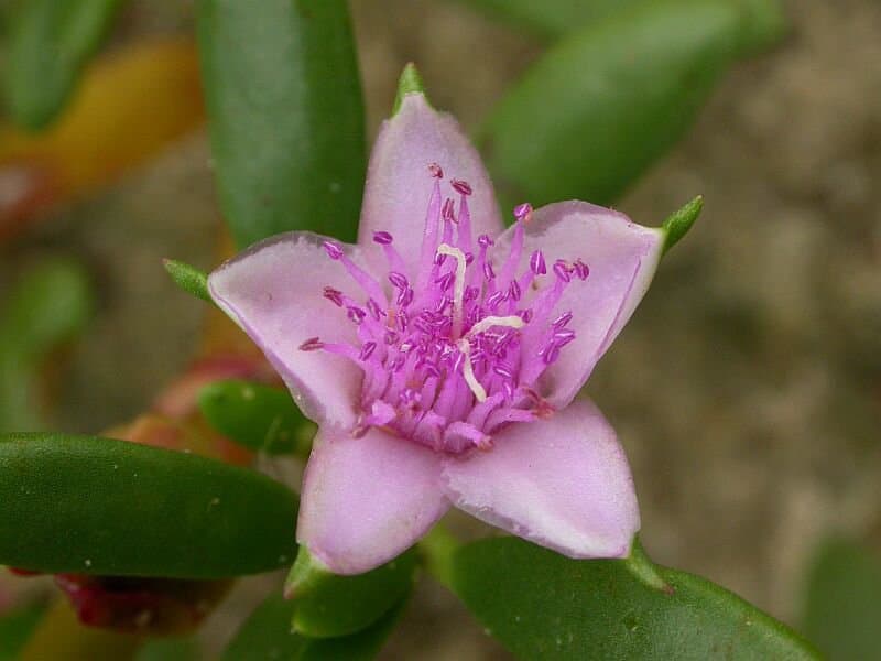 Sesuvium portulacastrum (L.) L.