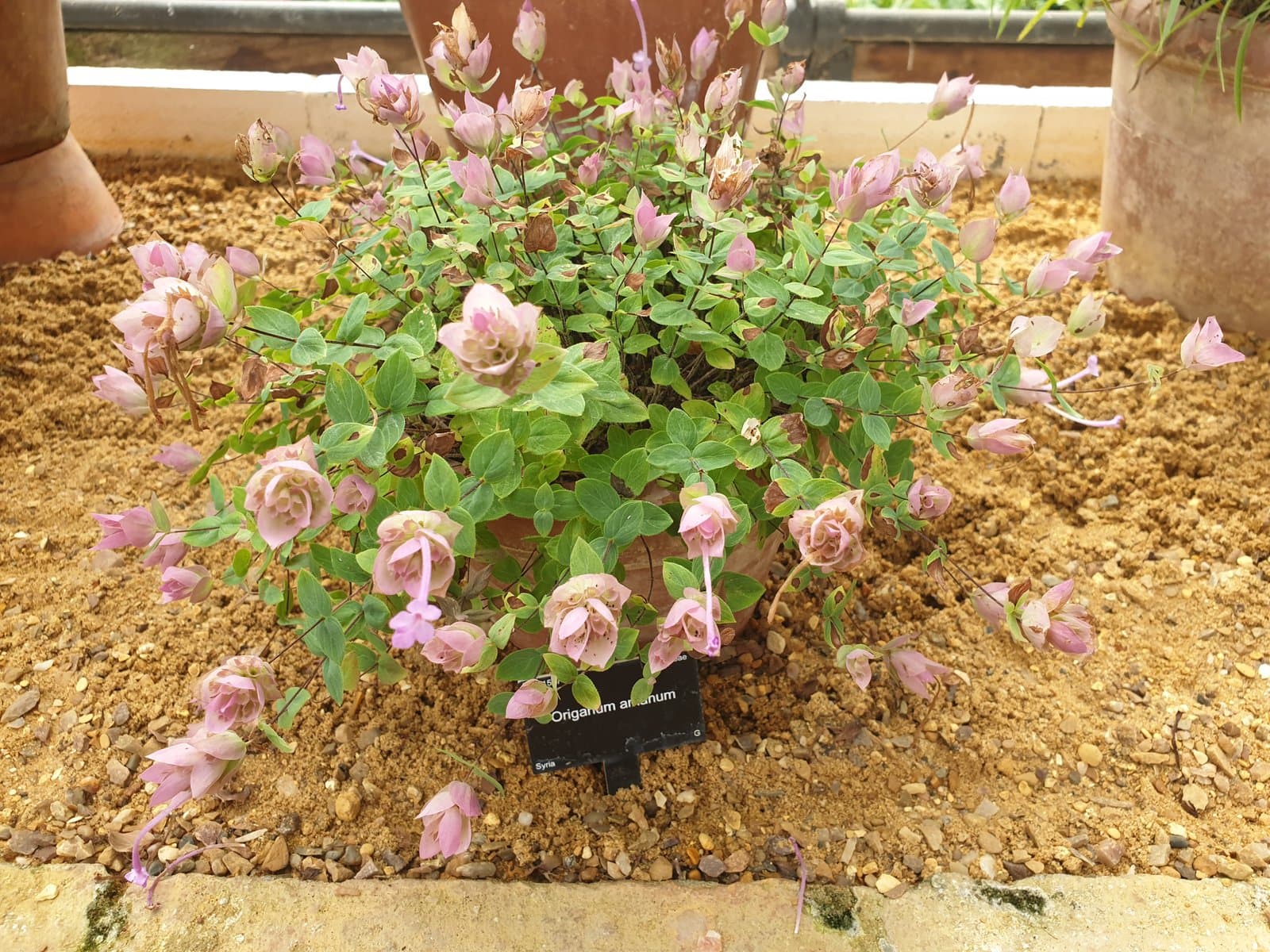 Origanum amanum Post