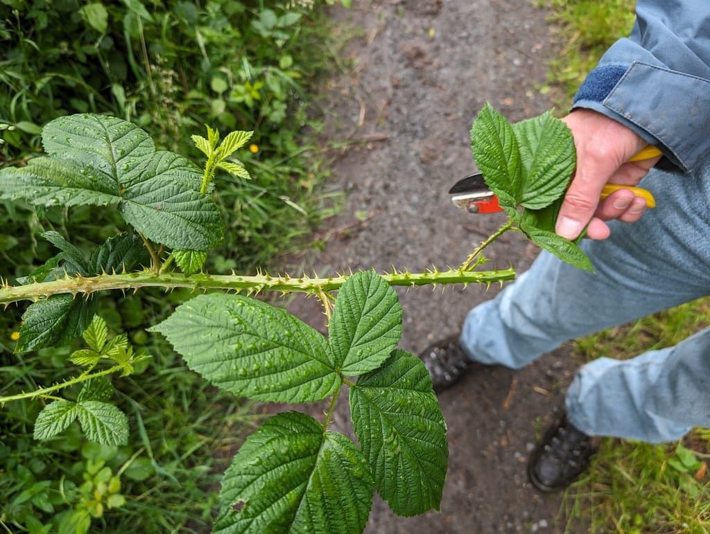Rubus senticosus Köhler ex Weihe