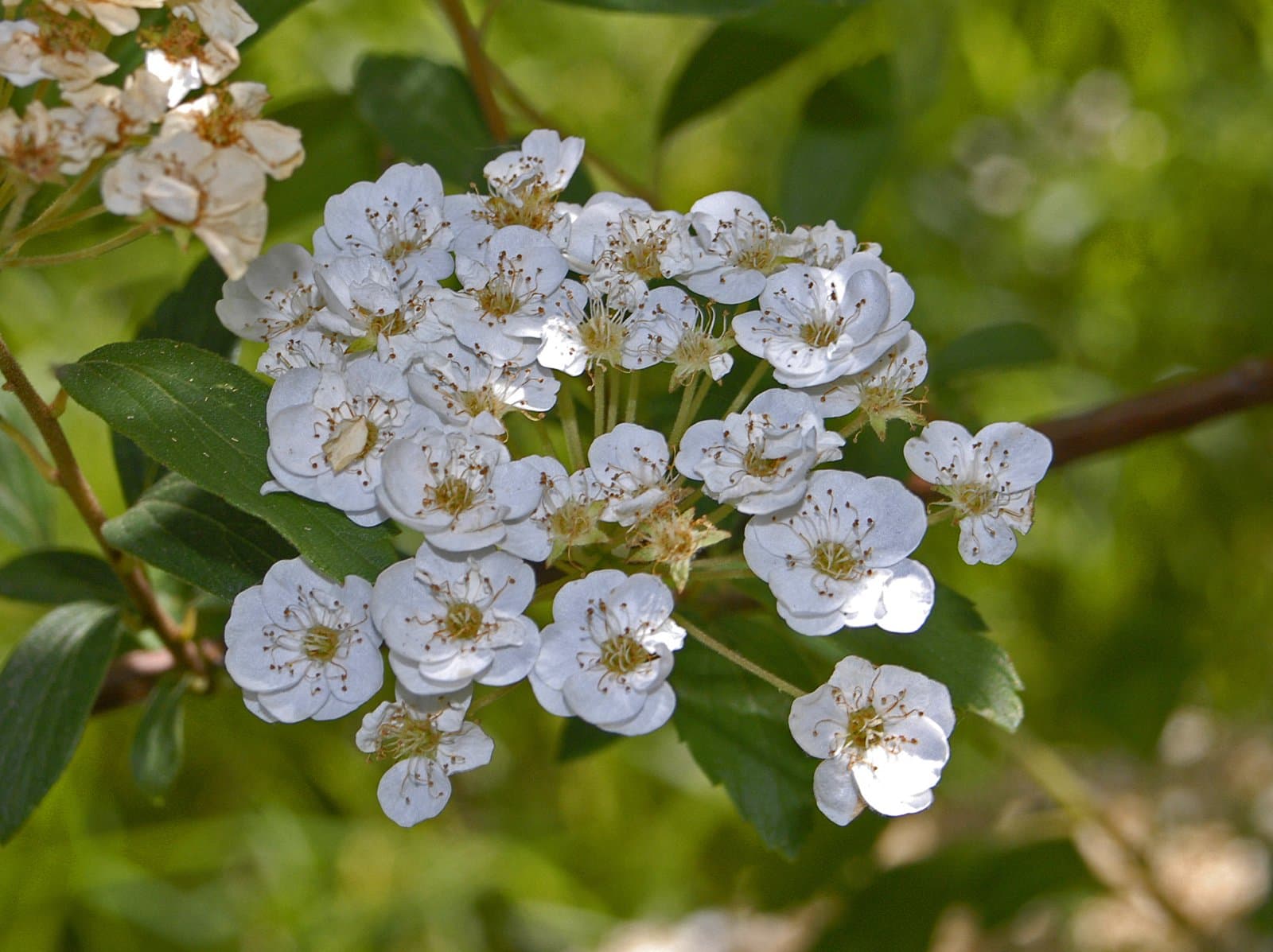 Spiraea chamaedryfolia L.