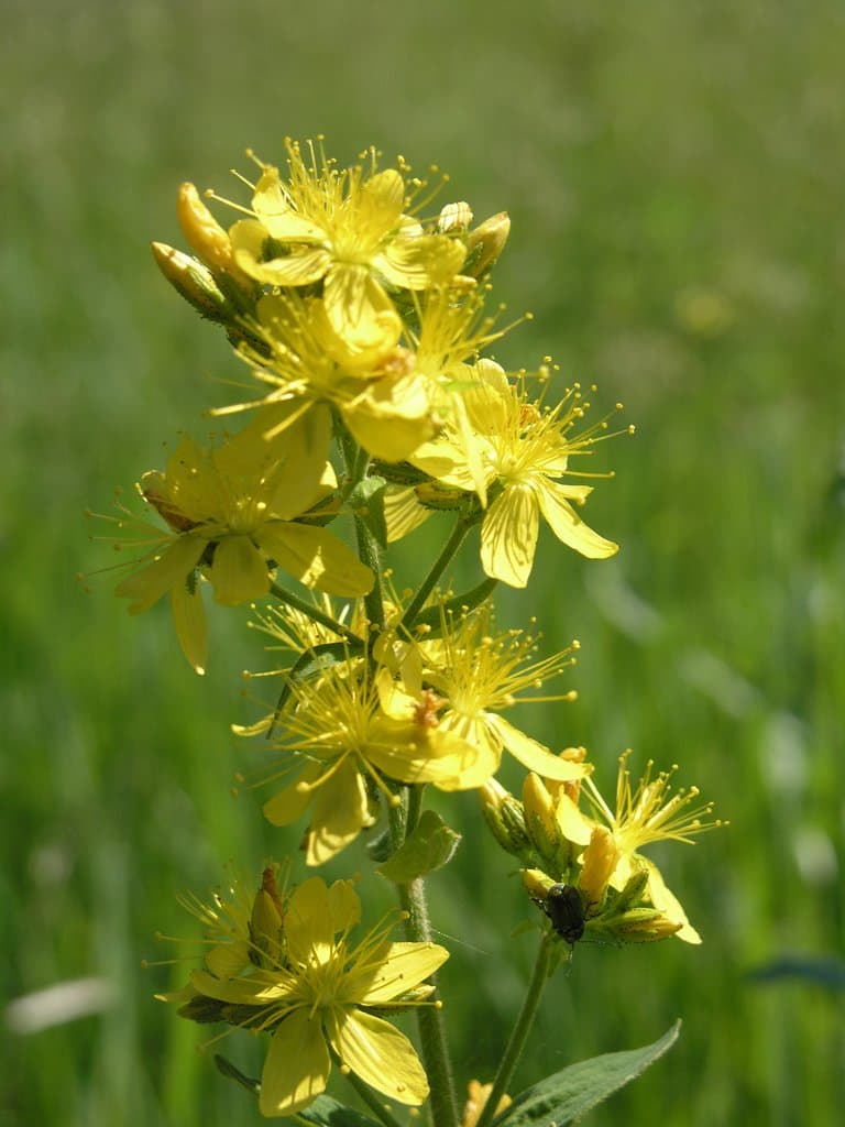 Hypericum hirsutum L.