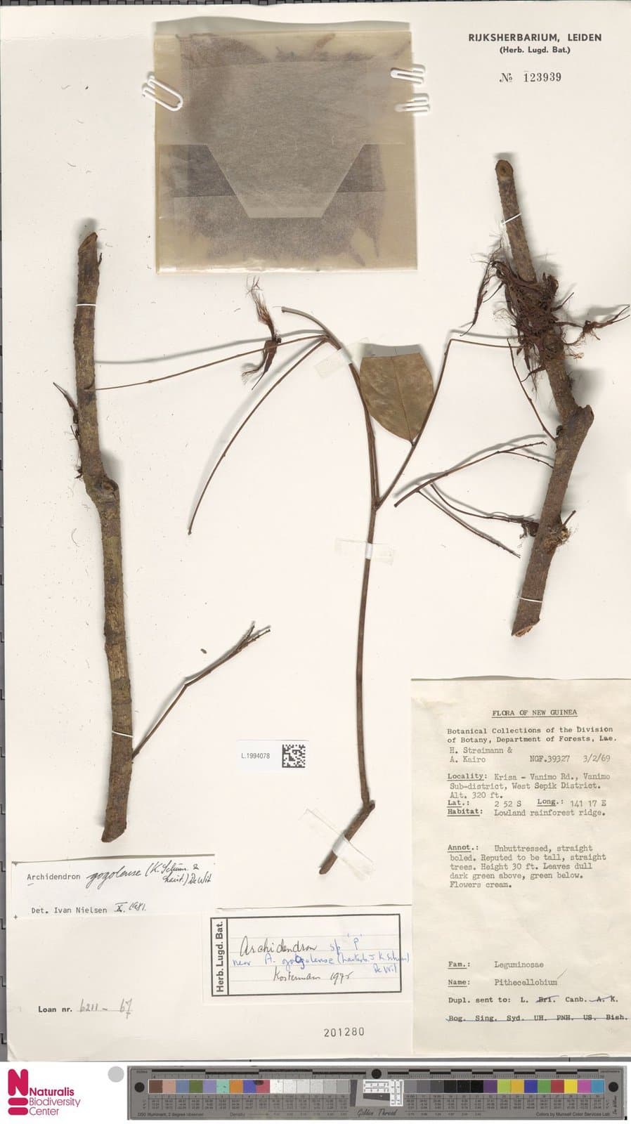 Archidendron gogolense (K.Schum. & Lauterb.) de Wit