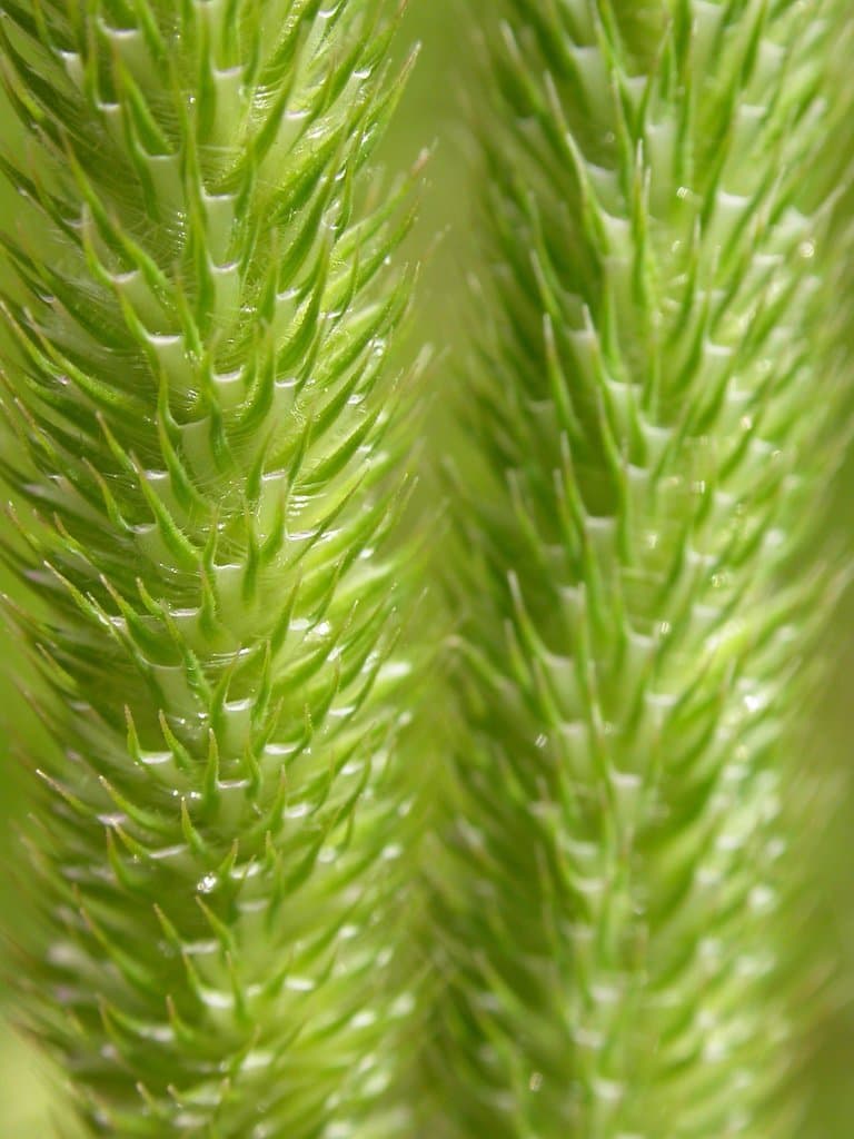 Phleum pratense L.