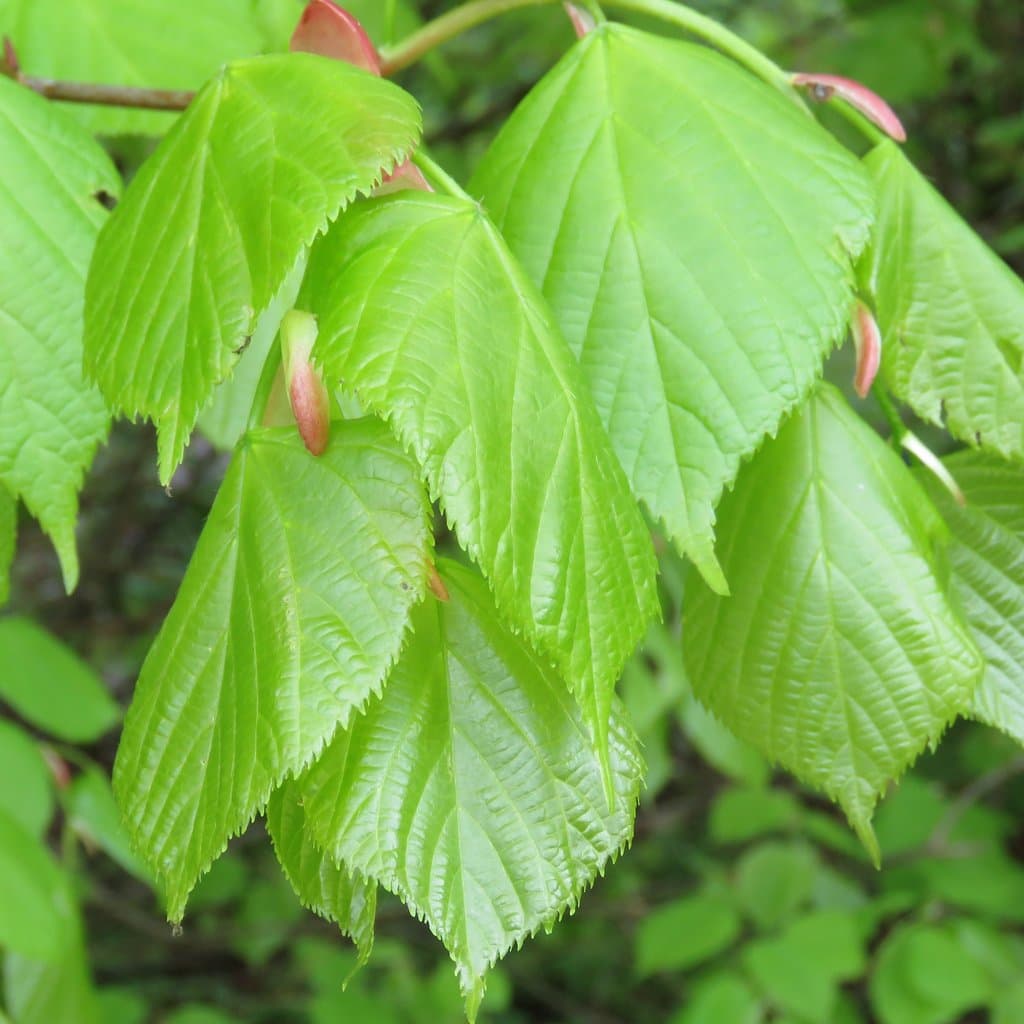 Tilia platyphyllos Scop.